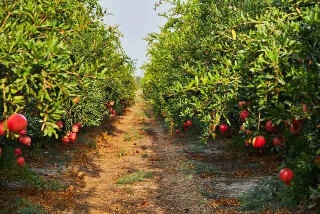 Indian farmer checking pomegranate fruit quality during commercial pomegranate cultivation