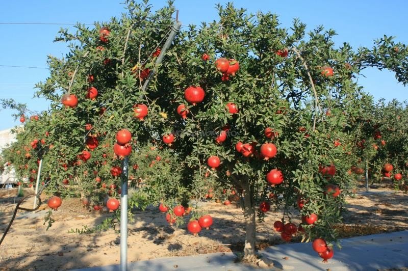 Commercial pomegranate farming business in India with fresh pomegranate harvesting and grading
